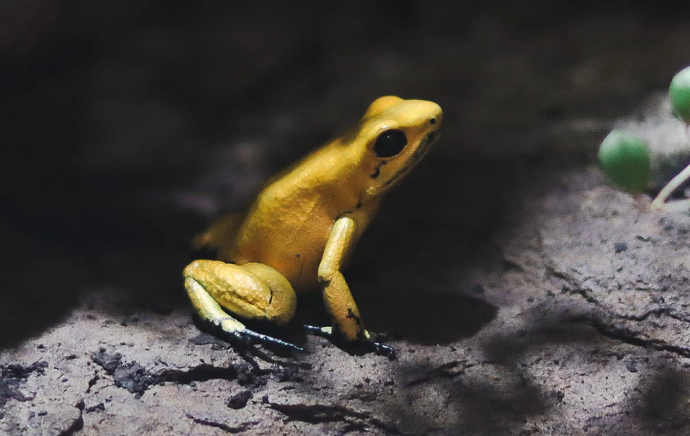 Schrecklicher Baumsteiger