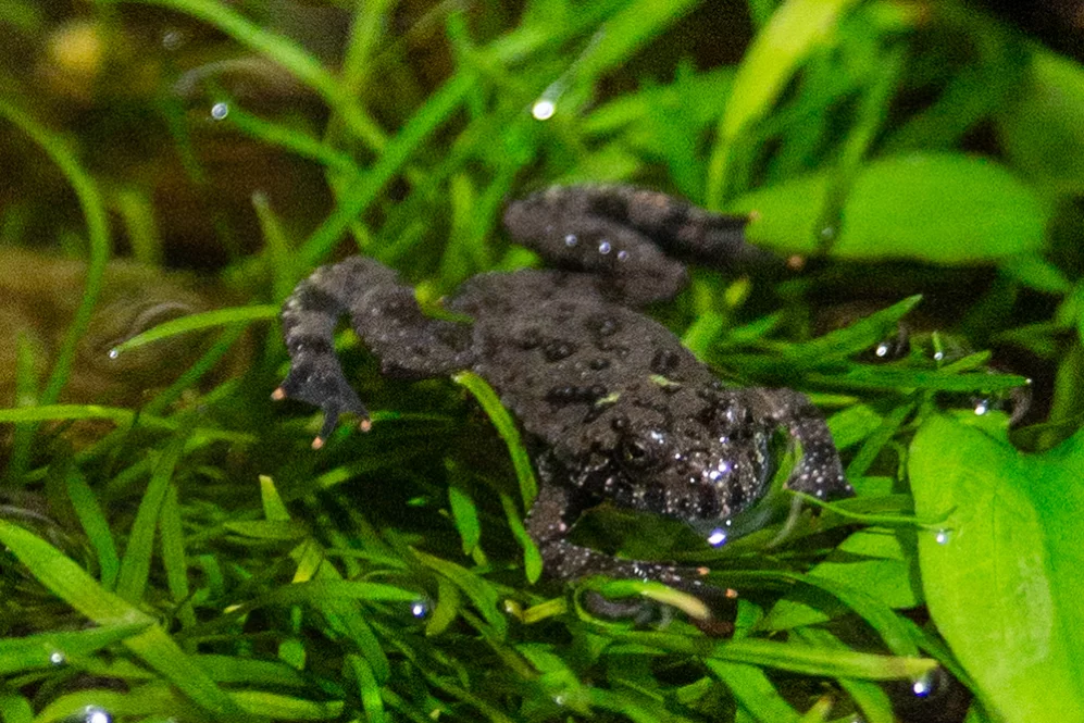 Chinesische Rotbauchunke