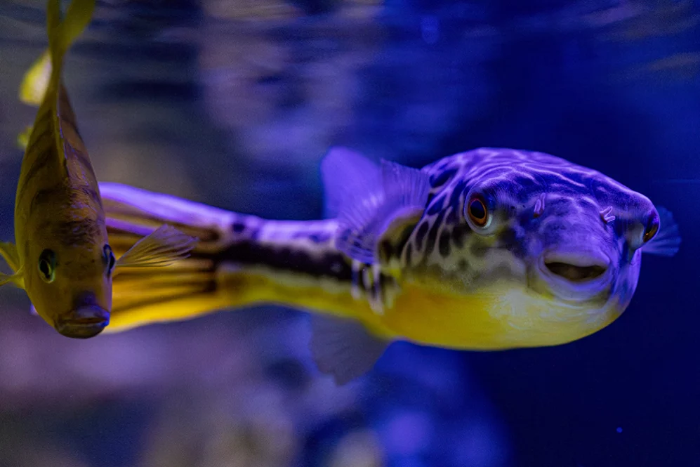 Goldringelkugelfisch