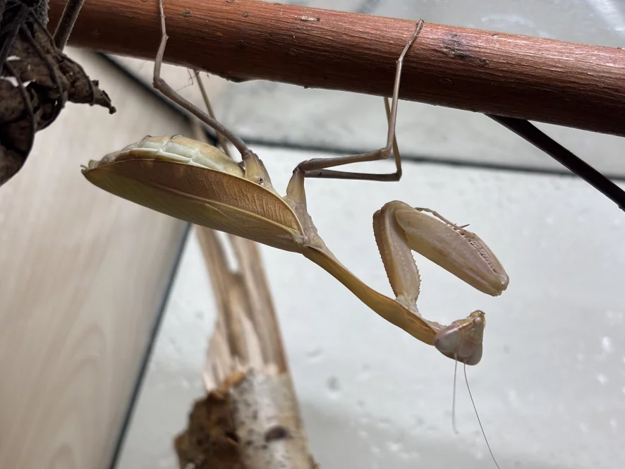 Indische Riesengottesanbeterin