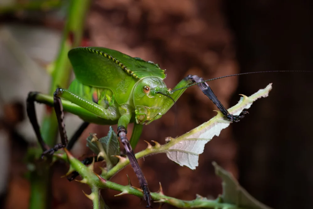 Riesenblattheuschrecke