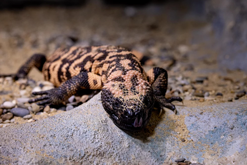 Gila-Krustenechse