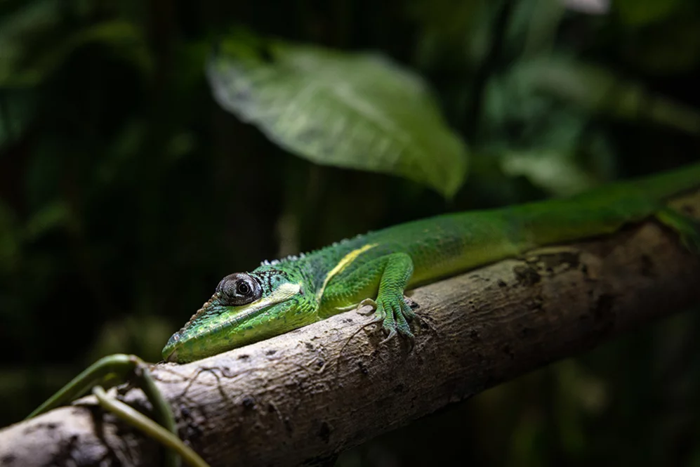 Ritter-Anolis
