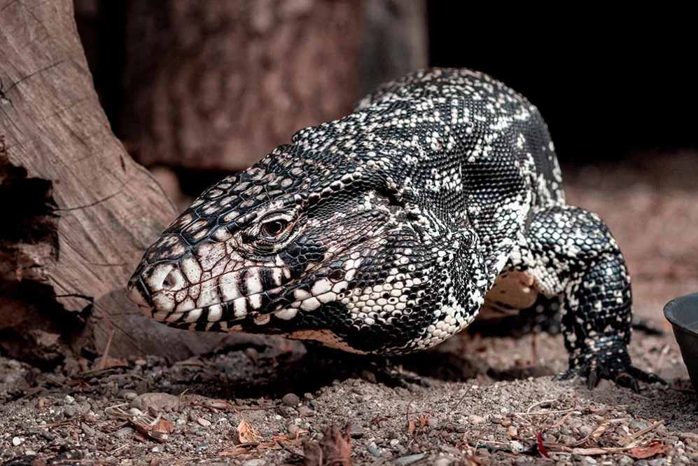 Schwarz-weißer Teju